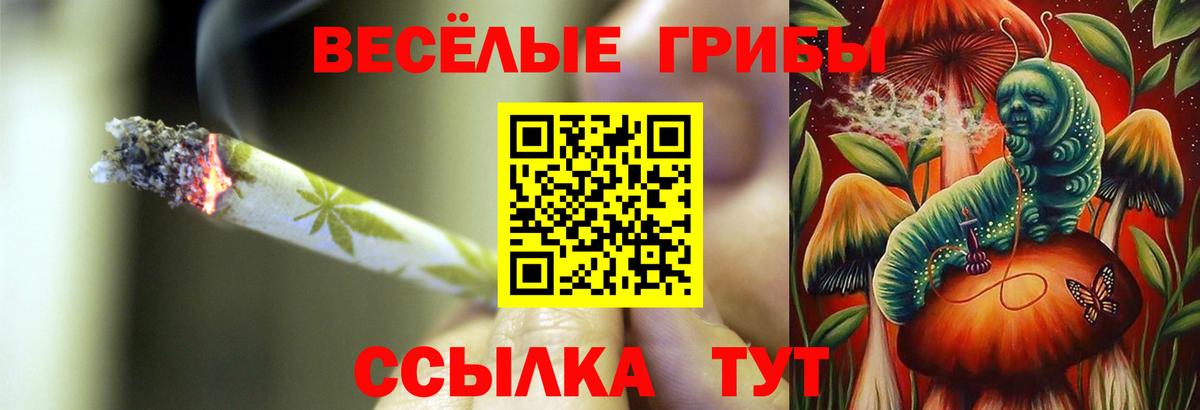 Галлюциногенные грибы Psilocybe Пугачёв